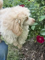 Dusty, a male Poodle - Toy  for sale in Pinson, TN – Photo 3 of 4
