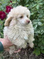 Dusty, a male Poodle - Toy  for sale in Pinson, TN – Photo 2 of 4
