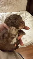 Ritz, a male Poodle - Toy  for sale in Pinson, TN – 2 of 3