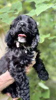 Milli AKC reduced , a female Cocker Spaniel for sale in Pinson, TN – 4 of 7