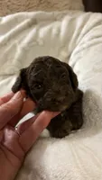 Choco, a male Poodle - Toy  for sale in Pinson, TN – 2 of 3