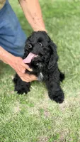 Boomer AKC, a male Cocker Spaniel for sale in Pinson, TN – 3 of 4