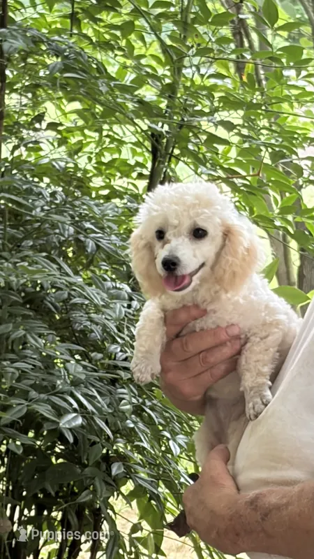 Cassie CKC – Poodle - Toy  puppy for sale in Pinson, TN