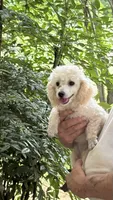 Cassie CKC, a female Poodle - Toy  for sale in Pinson, TN – 1 of 3