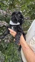 Minnie AKC, a female Cocker Spaniel for sale in Pinson, TN – 5 of 6
