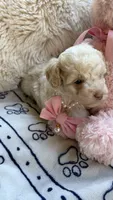 Gabby, a female Poodle - Toy  for sale in Pinson, TN – 3 of 3