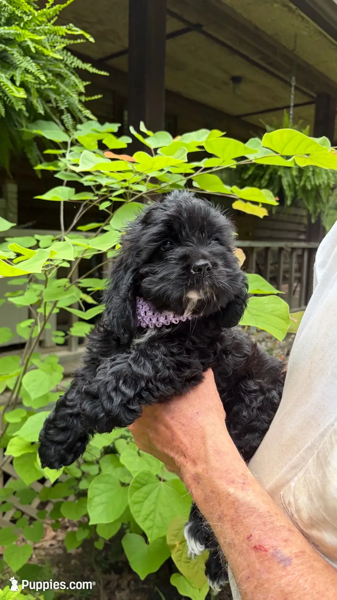 Milli AKC reduced , a female Cocker Spaniel for sale in Pinson, TN – 3 of 7
