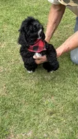 Bouncer AKC, a male Cocker Spaniel for sale in Pinson, TN – 5 of 6