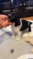 Domino, a male Cocker Spaniel for sale in Pinson, TN – 4 of 4