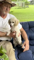 Cassie CKC, a female Poodle - Toy  for sale in Pinson, TN – 2 of 3