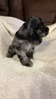 Jagger, a male Cocker Spaniel for sale in Pinson, TN – 5 of 5
