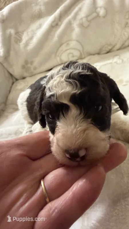 Sport – Poodle - Toy  puppy for sale in Pinson, TN