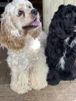 Molly AKC, a female Cocker Spaniel for sale in Pinson, TN – 6 of 6