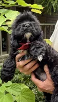 Bouncer AKC, a male Cocker Spaniel for sale in Pinson, TN – 2 of 6