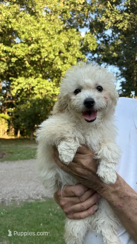 Cassie CKC – Poodle - Toy  puppy for sale in Pinson, TN