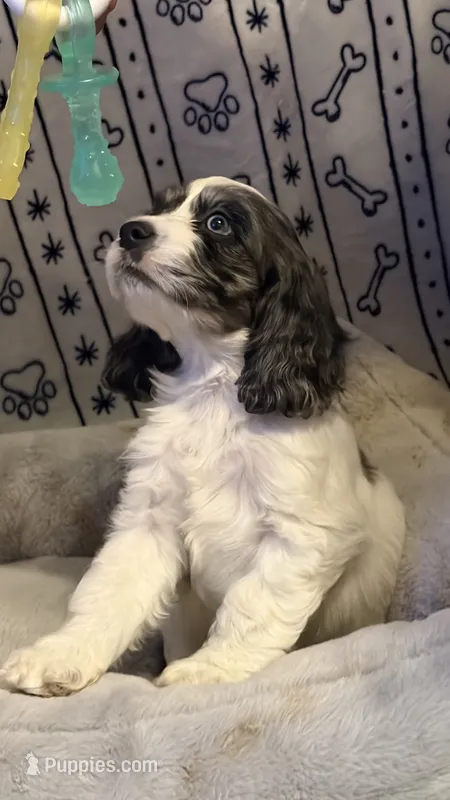 Flash – Cocker Spaniel puppy for sale in Pinson, TN