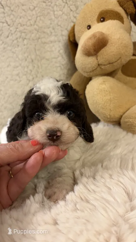 Sport – Poodle - Toy  puppy for sale in Pinson, TN
