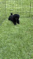 Jay  reduced, a male Poodle - Miniature  for sale in Pinson, TN – 2 of 4