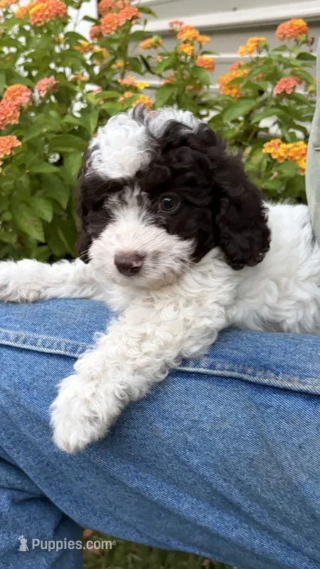 Sport – Poodle - Toy  puppy for sale in Pinson, TN
