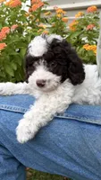 Sport, a male Poodle - Toy  for sale in Pinson, TN – 1 of 5