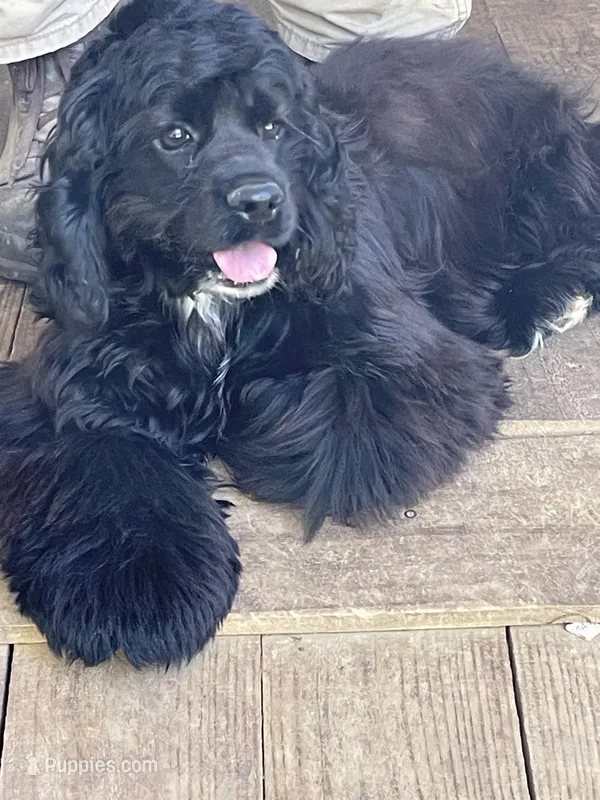 Bailey – Cocker Spaniel puppy for sale in Pinson, TN