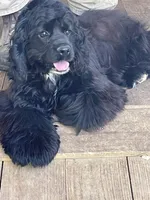 Bailey, a female Cocker Spaniel for sale in Pinson, TN – 1 of 3