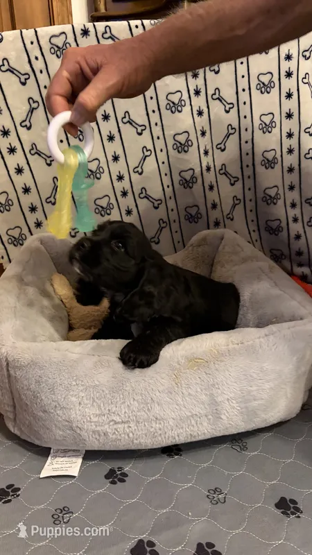 Blackjack – Cocker Spaniel puppy for sale in Pinson, TN