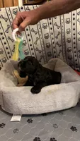 Blackjack, a male Cocker Spaniel for sale in Pinson, TN – 1 of 4