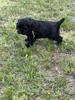 Chance AKC, a male Cocker Spaniel for sale in Pinson, TN – Photo 4 of 5