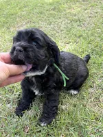 Chance AKC, a male Cocker Spaniel for sale in Pinson, TN – Photo 3 of 5