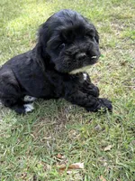 Chance AKC, a male Cocker Spaniel for sale in Pinson, TN – Photo 2 of 5