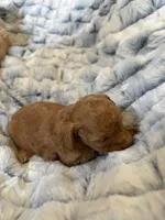 Ginger, a female Poodle - Toy  for sale in Pinson, TN – Photo 2 of 4