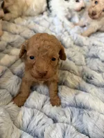 Ginger, a female Poodle - Toy  for sale in Pinson, TN – Photo 3 of 4