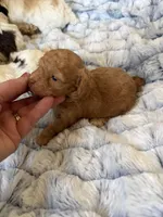 Ginger, a female Poodle - Toy  for sale in Pinson, TN – Photo 4 of 4