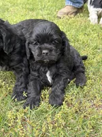 Bliss AKC, a female Cocker Spaniel for sale in Pinson, TN – Photo 4 of 5