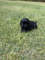 Bliss AKC, a female Cocker Spaniel for sale in Pinson, TN – Photo 5 of 5