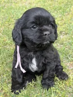 Bliss AKC, a female Cocker Spaniel for sale in Pinson, TN – Photo 2 of 5