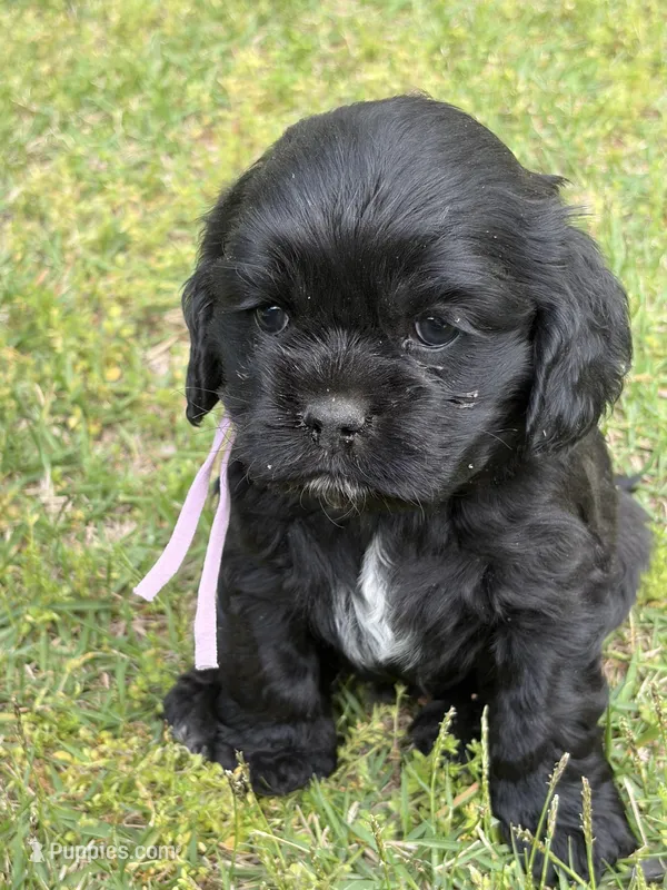 Bliss AKC – Cocker Spaniel puppy for sale in Pinson, TN