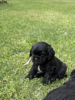 Bliss AKC, a female Cocker Spaniel for sale in Pinson, TN – Photo 3 of 5