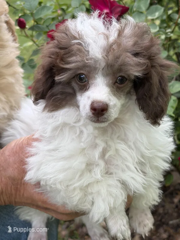 Lil Bit, a male Poodle - Toy  for sale in Pinson, TN – Photo 1 of 4
