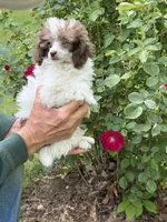 Lil Bit, a male Poodle - Toy  for sale in Pinson, TN – Photo 4 of 4