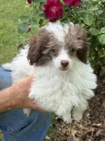 Lil Bit, a male Poodle - Toy  for sale in Pinson, TN – Photo 3 of 4