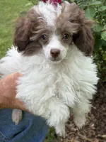 Lil Bit, a male Poodle - Toy  for sale in Pinson, TN – Photo 2 of 4