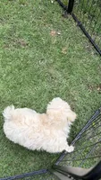 Zoe, a female Poodle - Miniature  for sale in Pinson, TN – 3 of 4