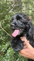 Molly AKC, a female Cocker Spaniel for sale in Pinson, TN – 4 of 6