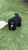 Brody, a male Poodle - Toy  for sale in Pinson, TN – 4 of 4