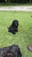 Minnie AKC, a female Cocker Spaniel for sale in Pinson, TN – 4 of 6