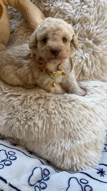 Peanut – Poodle - Toy  puppy for sale in Pinson, TN