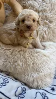Peanut, a male Poodle - Toy  for sale in Pinson, TN – 1 of 5