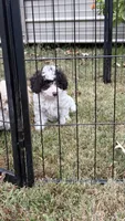Sport, a male Poodle - Toy  for sale in Pinson, TN – 2 of 5
